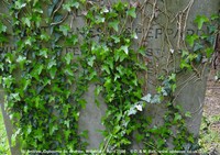 Ogbourne St. Andrew - photo: 1087